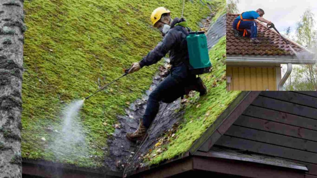 cleaning moss off roof