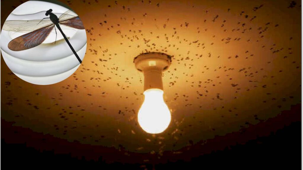 what insects are attracted to light