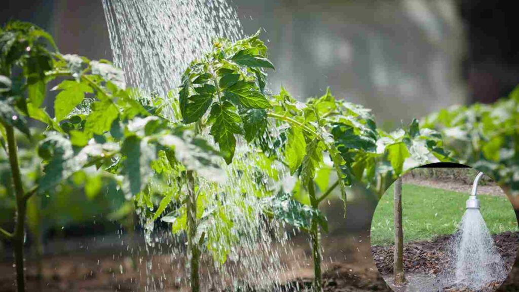 how to deep water a tree