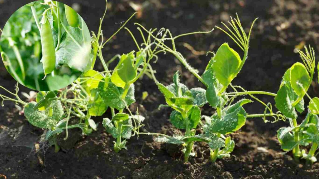 growing peas indoors