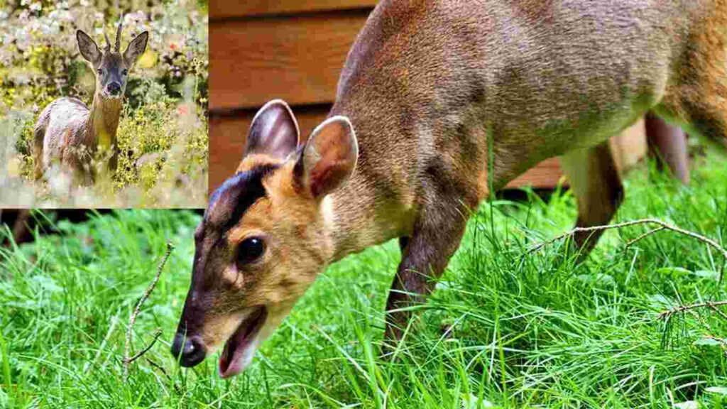 how to deter deer from garden uk