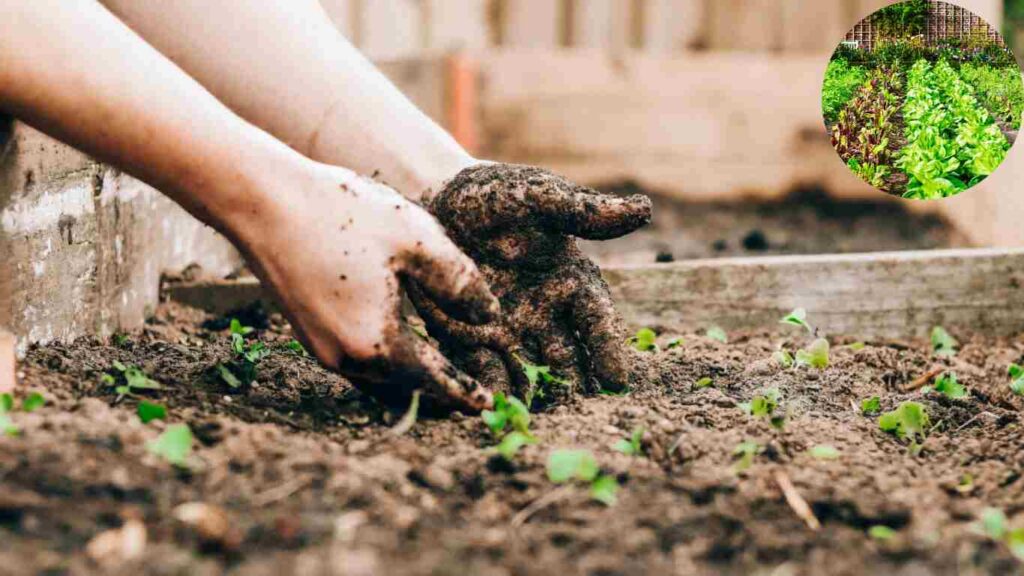 garden bed orientation