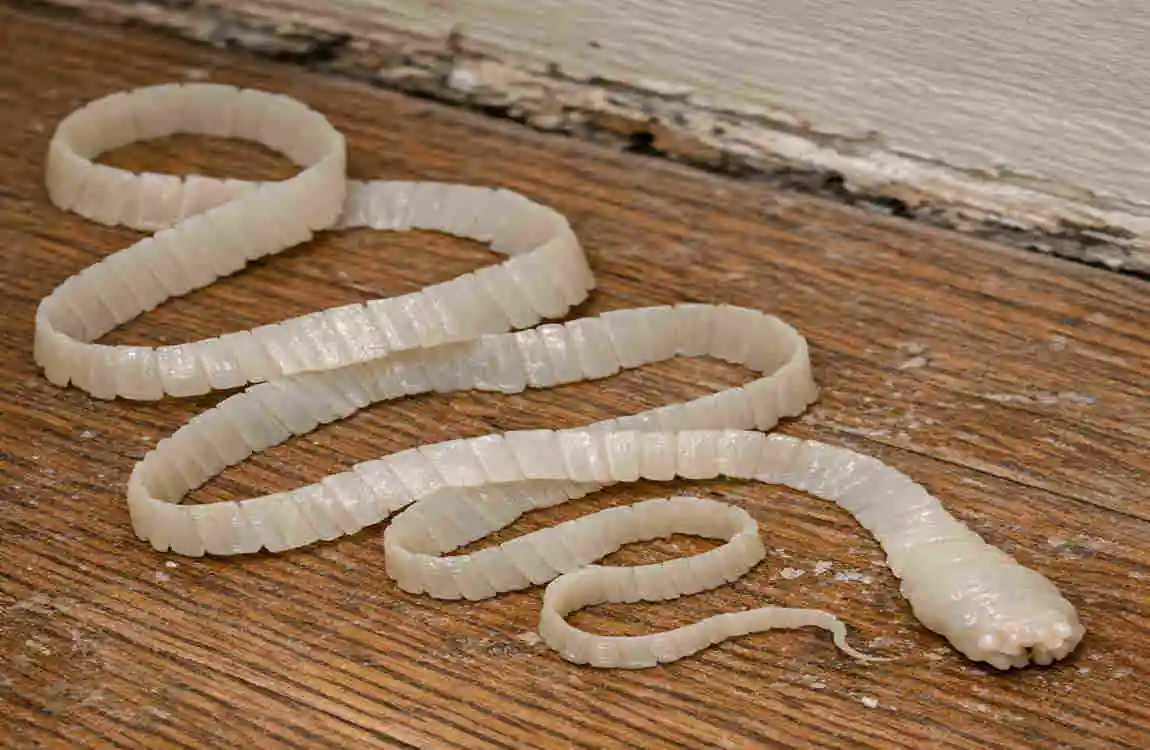 what are small worms in my house