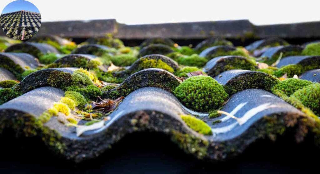 is moss on house roof tiles a problem uk
