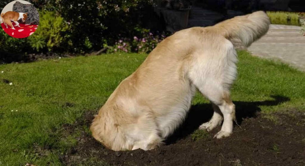 why is my dog digging in the house