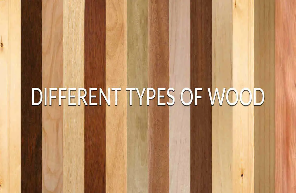 Top 10 Types of Wood Used to Build Houses: Strengths, Costs & Sustainability Guide